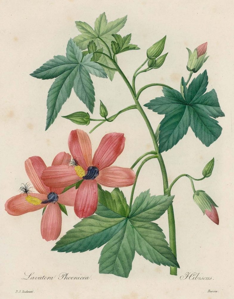 Pierre-Joseph Redoute. Hibiscus from Redueta. "Selection of the most beautiful flowers"
