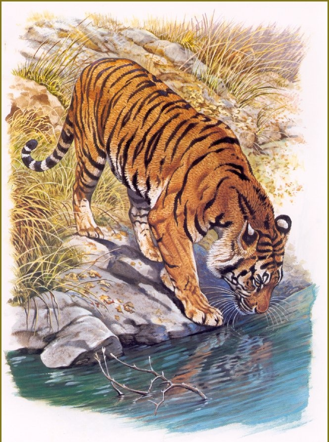 Robert Dallet. Bengal tiger