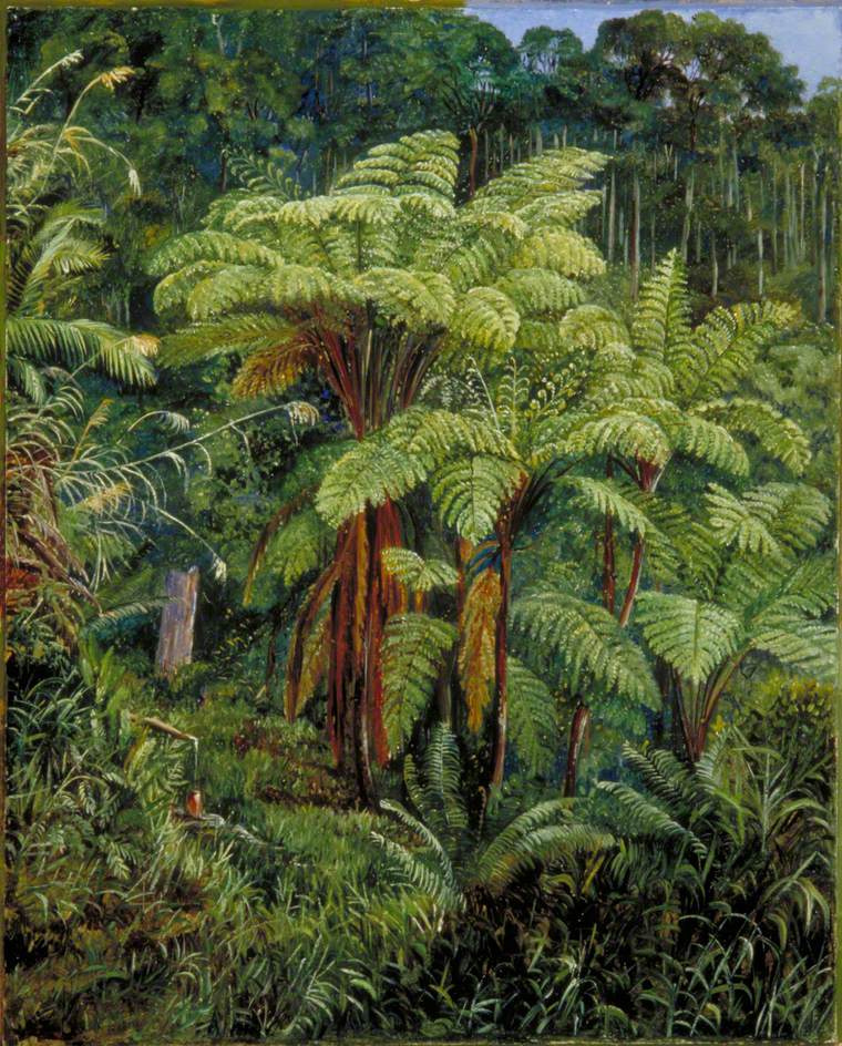 Marianna Norden. Wald des Farns im Frühjahr, Sarawak, Borneo