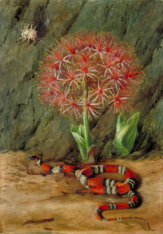 Marianna North. Imperial Flower, Coral Snake and Spider, Brazil