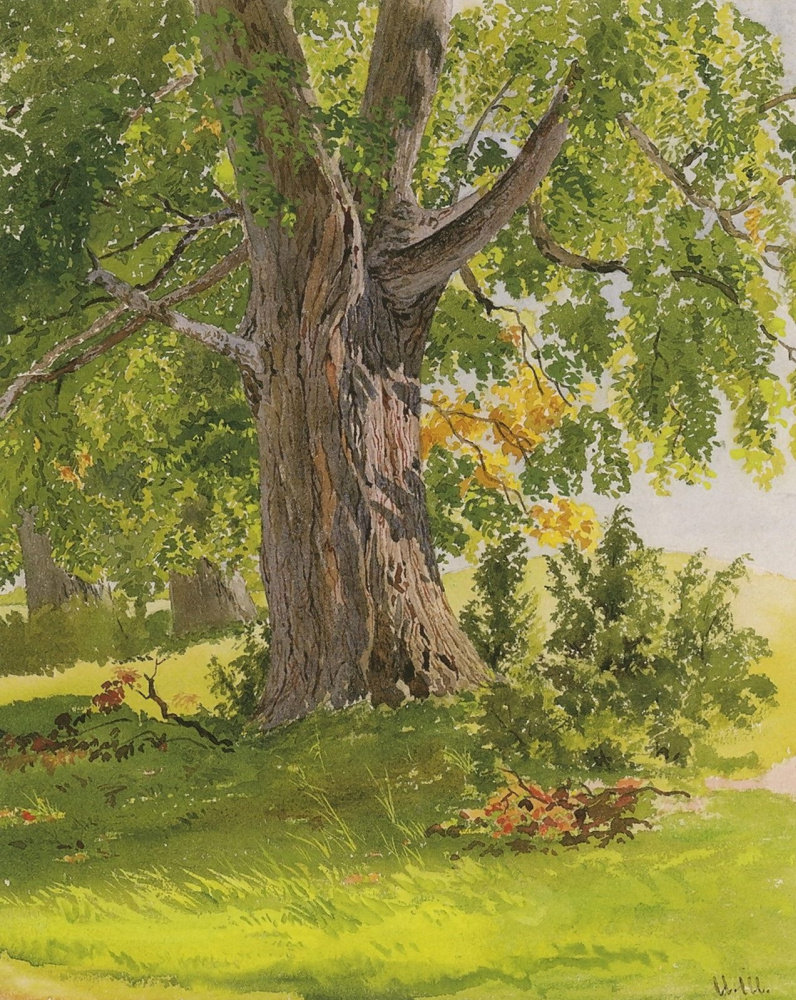 Ivan Shishkin. Oak, lit by the sun