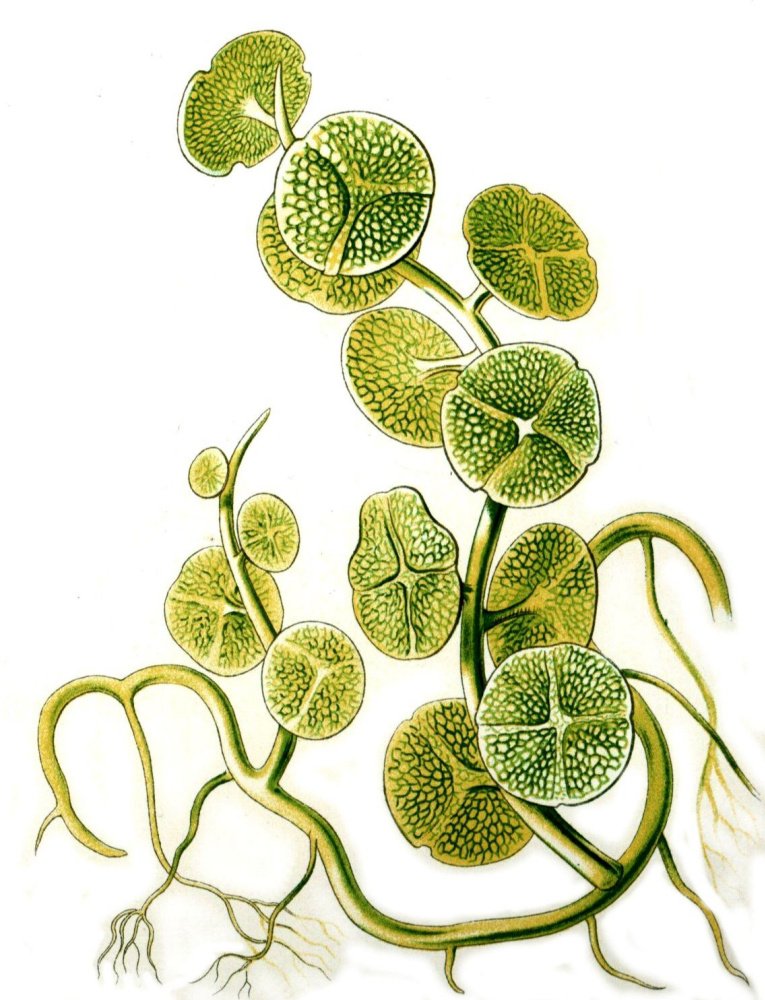 Ernst Heinrich Haeckel. Caulerpa disk. "The beauty of form in nature"