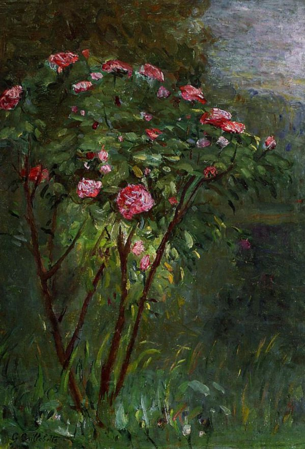 Gustave Caillebotte. Rose Bush in bloom