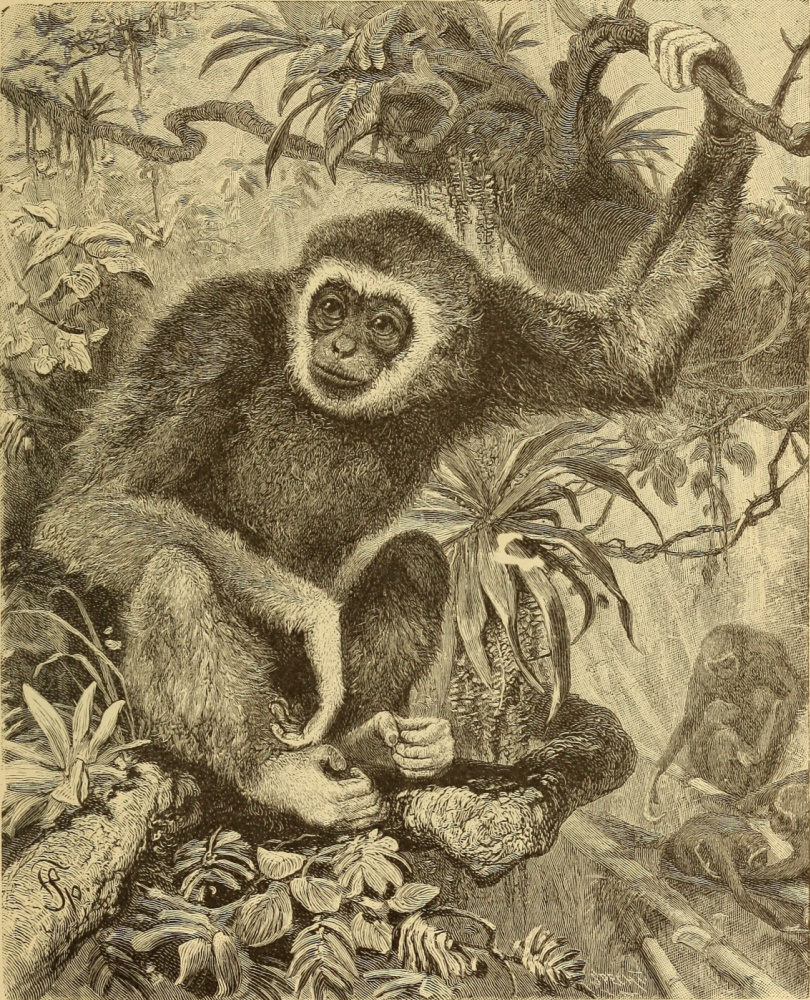 Ernst Heinrich Haeckel. White gibbon in the jungles of India. "Anthropology and the history of human development"