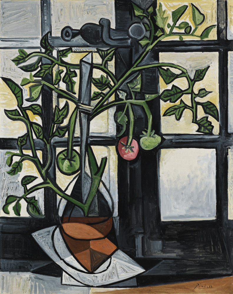 Pablo Picasso. Arbusto de tomate