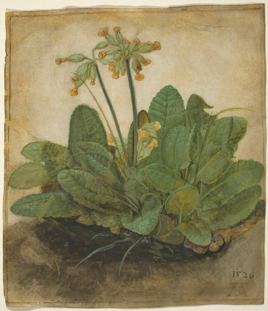 Albrecht Durer. Primula