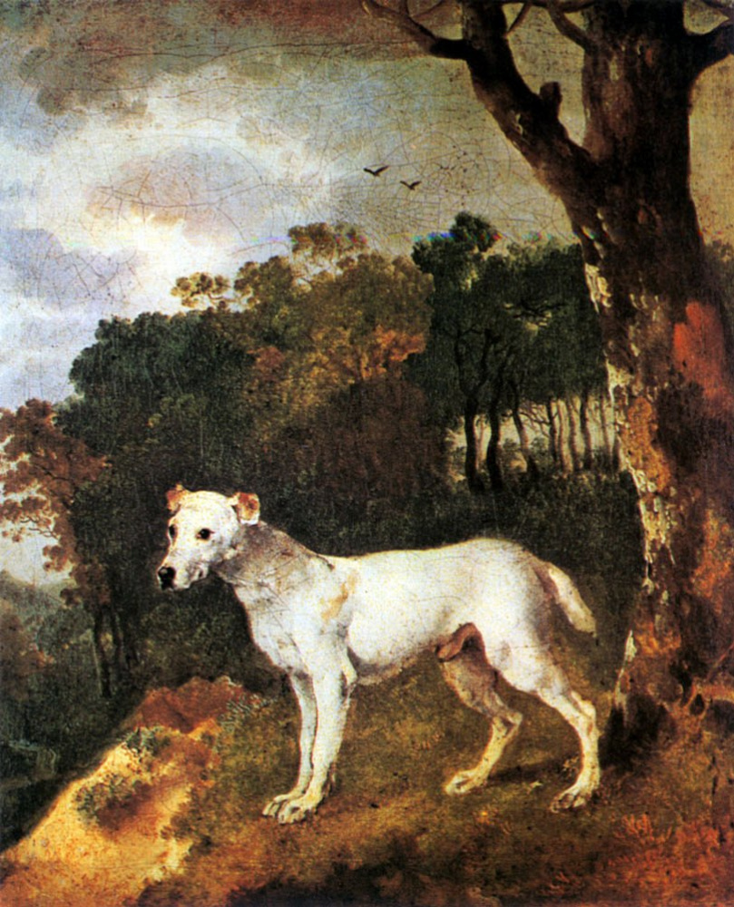 Bull Terrier in a landscape