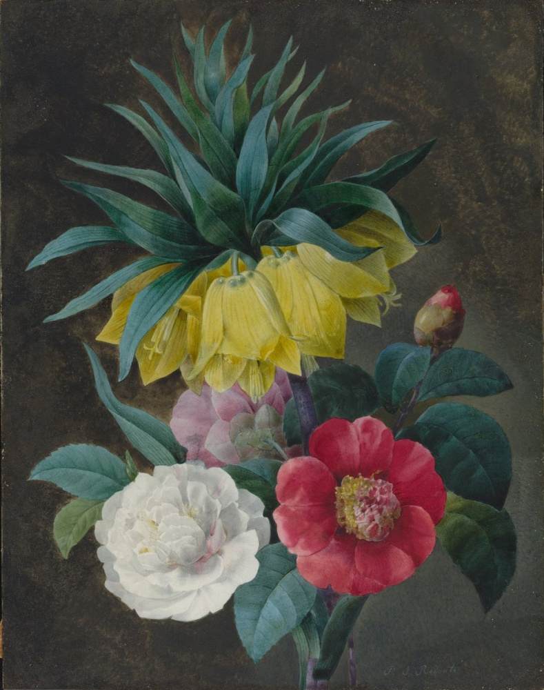 Pierre-Joseph Redoute. Four peonies and the imperial crown