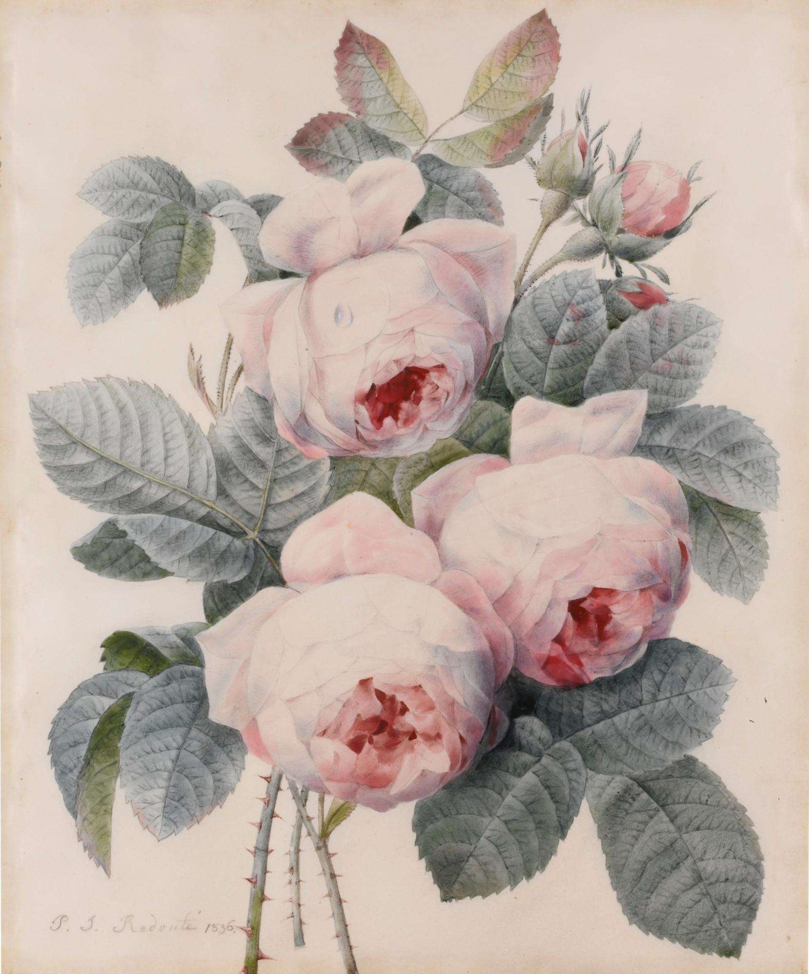 Buy a digital copy: Pierre-Joseph Redoute - Bouquet de rose | Artchive