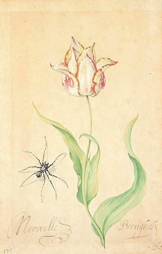 Балтазар ван дер Аст. Тюльпан и паук