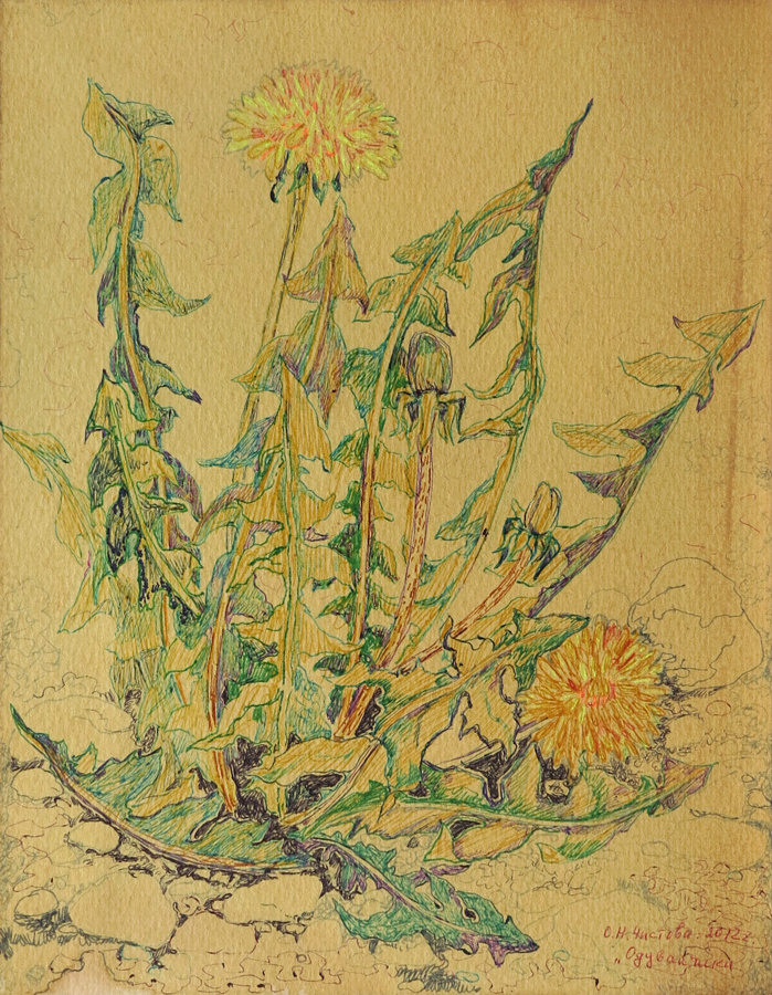 Olga Nikolaevna Chistova. Dandelions