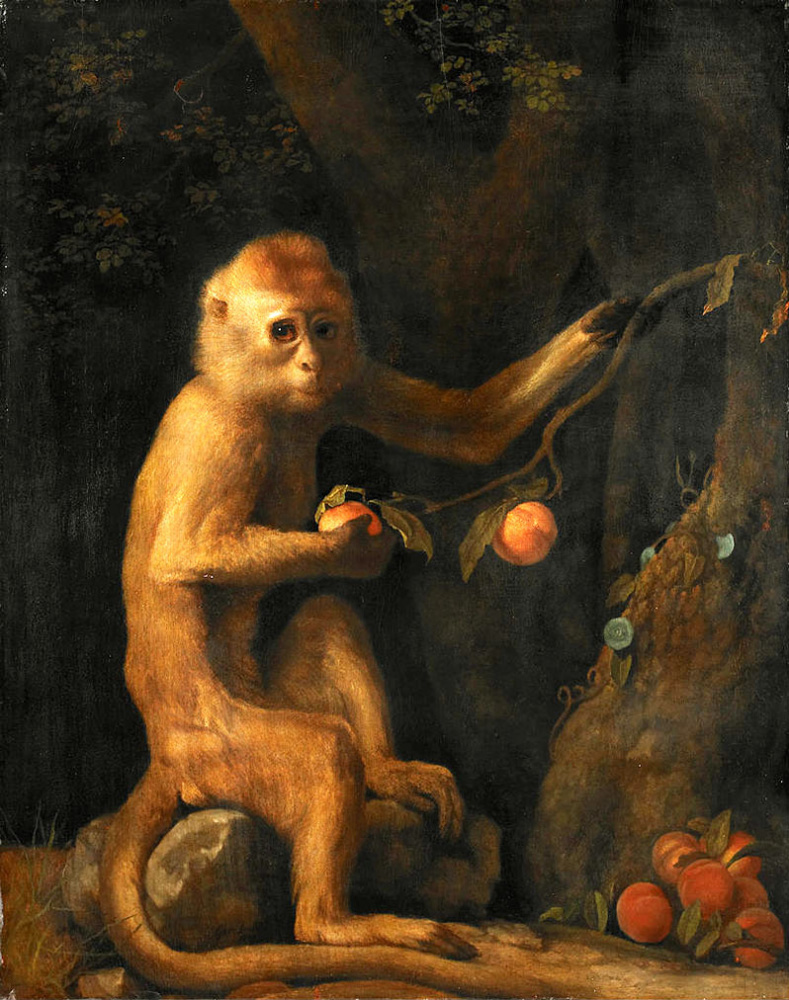 George Stubbs. Green monkey