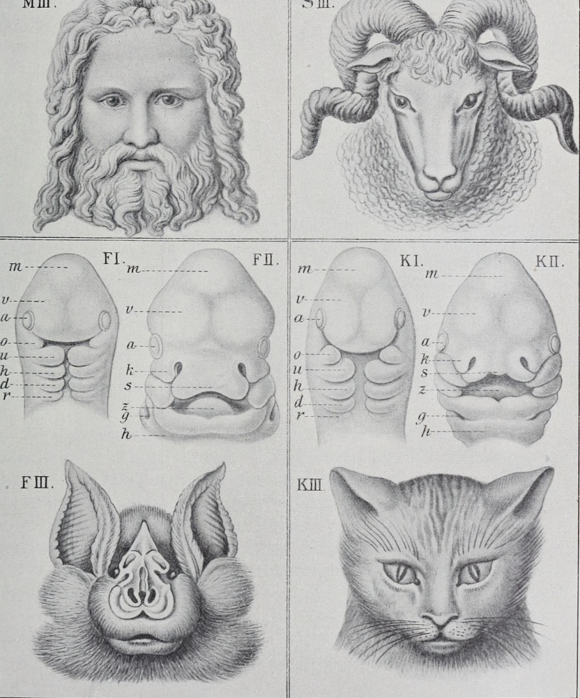 Ernst Heinrich Haeckel. Species changes. "Anthropology and the history of human development"