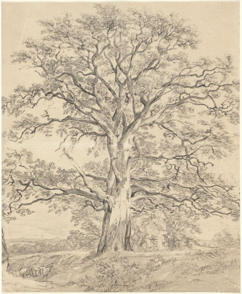 John Constable. A large oak tree