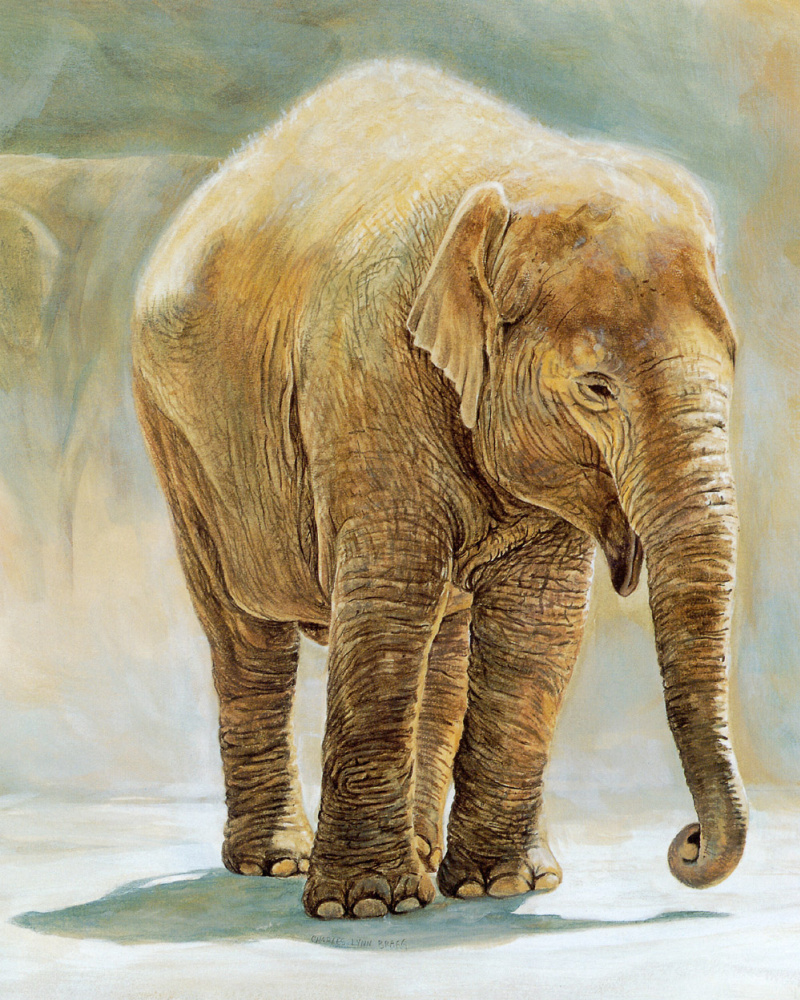 Charles Bragg. Indian elephant