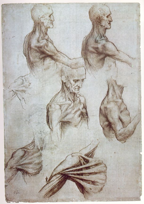 Leonardo da Vinci. Anatomical sketches of the neck and shoulders