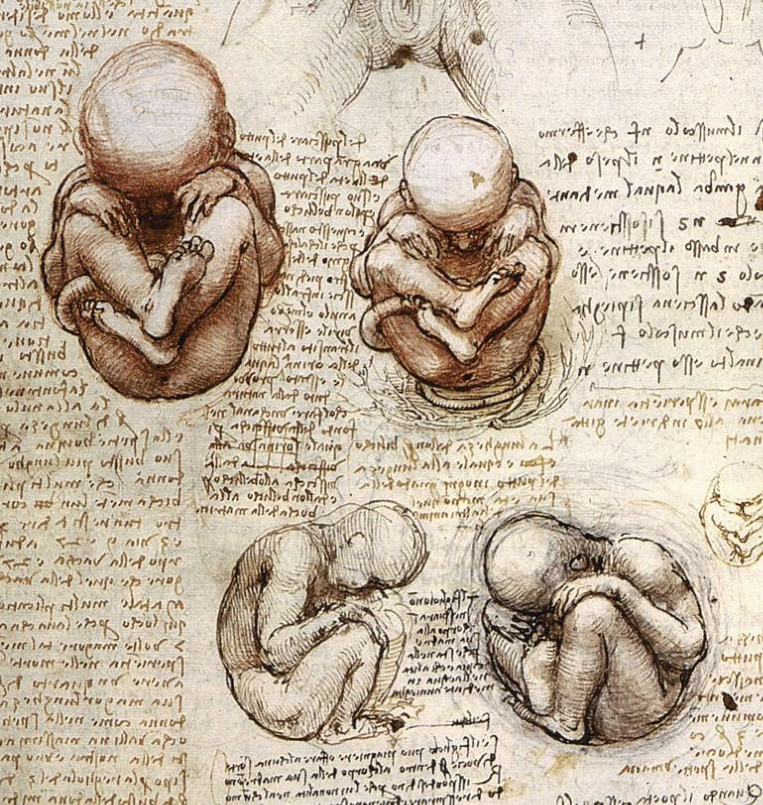 Sketches of a fetus in the womb, 1500 by Leonardo da Vinci