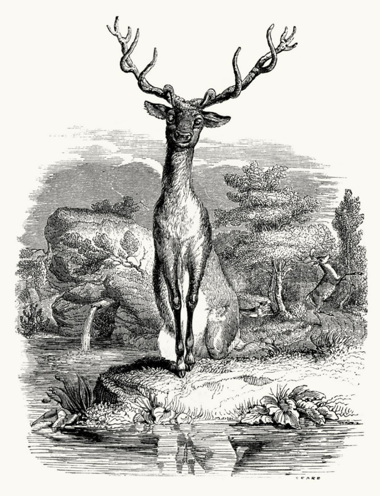 Jean Ignace Isidore Gérard Grandville. Deer. Illustrations to the fables of Jean de Lafontaine