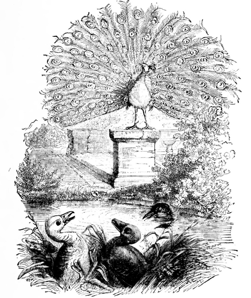 Jean Ignace Isidore Gérard Grandville. Peacock, two Gusenka and Nyrok. Illustrations to the fables of Florian