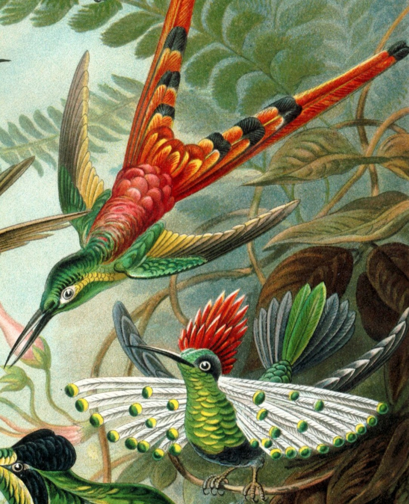 Ernst Heinrich Haeckel. Hummingbird coquette. "The beauty of form in nature"