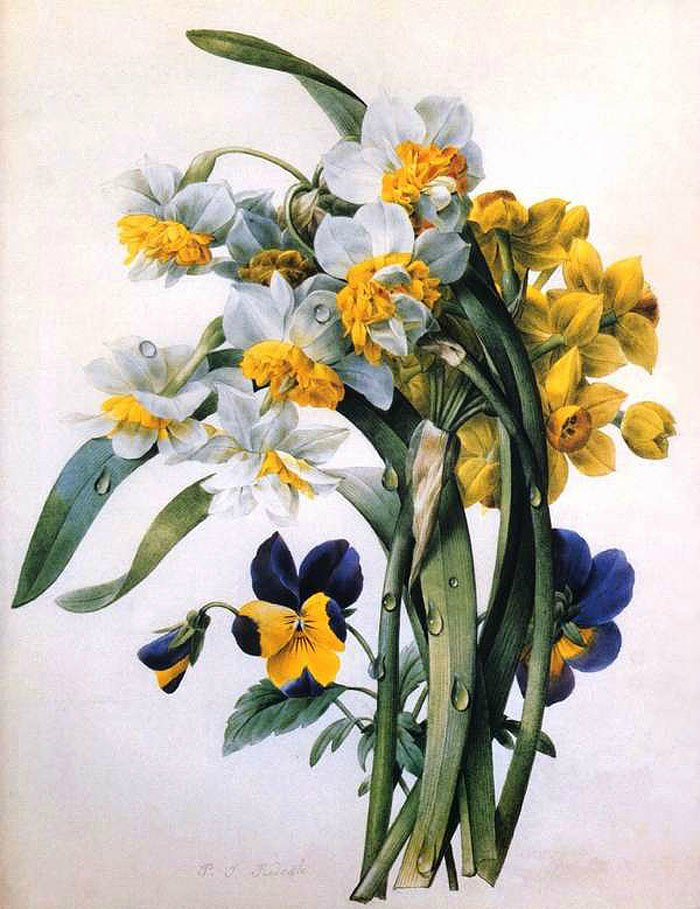 Pierre-Joseph Redoute. Daffodils and pansies