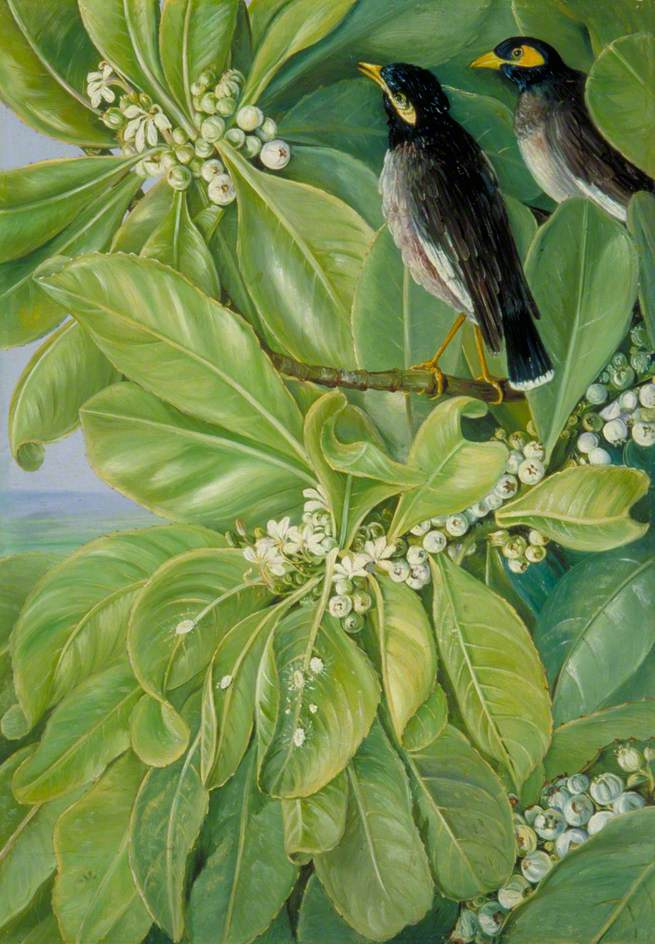 Marianna North. Martin swallows on a flowering tree, Seychelles