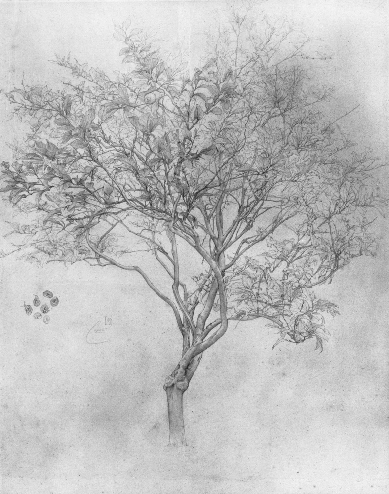 Frederic Leighton. Lemon Tree Sketch
