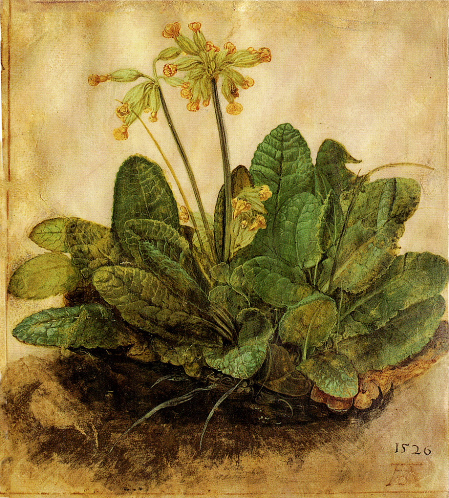 Primula