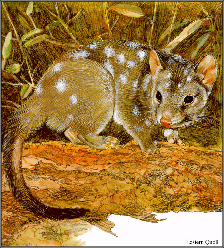 Toni Oliver. Australian endangered species 15