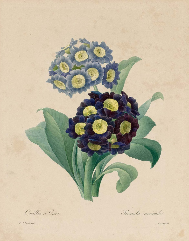 Pierre-Joseph Redoute. Primula bear. "Selection of the most beautiful flowers"