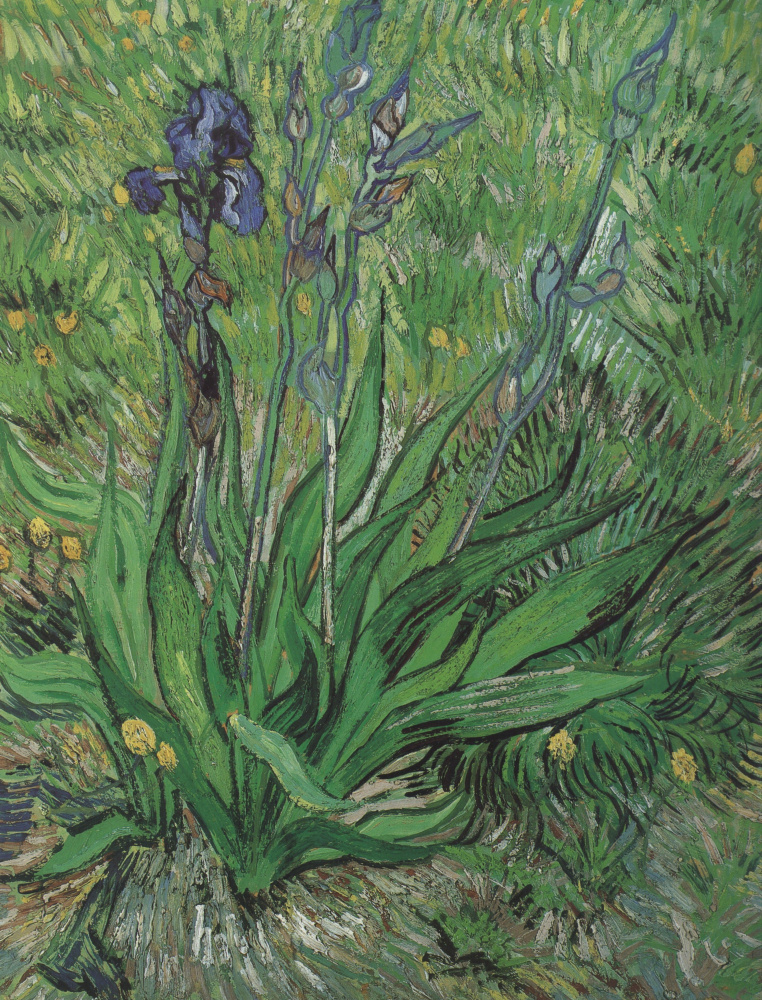 Vincent van Gogh. Iris