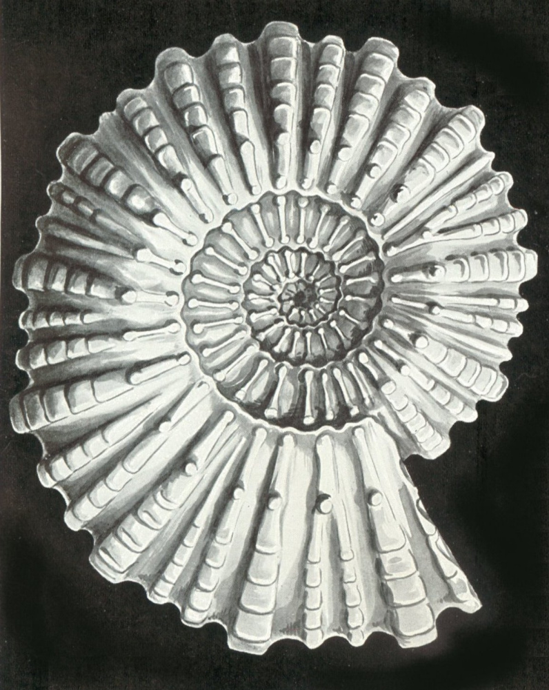 Ernst Heinrich Haeckel. Mammela clam. "The beauty of form in nature"