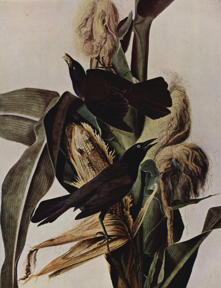 John James Audubon. Corn and crows