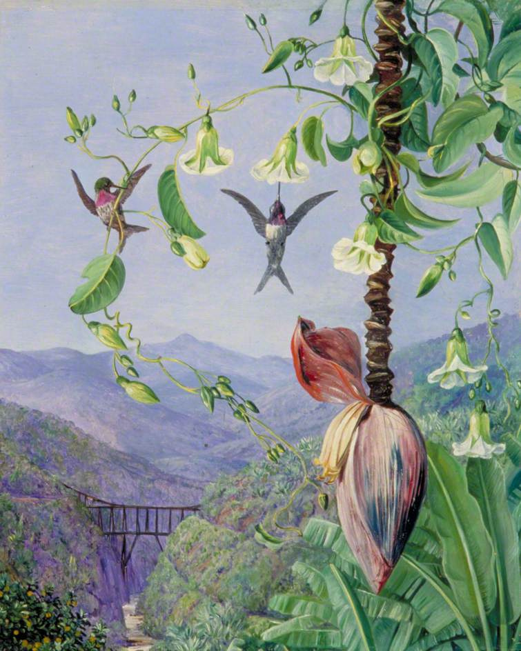 Marianna North. Hummingbird on the background of the aqueduct in Morro Velho, Brazil