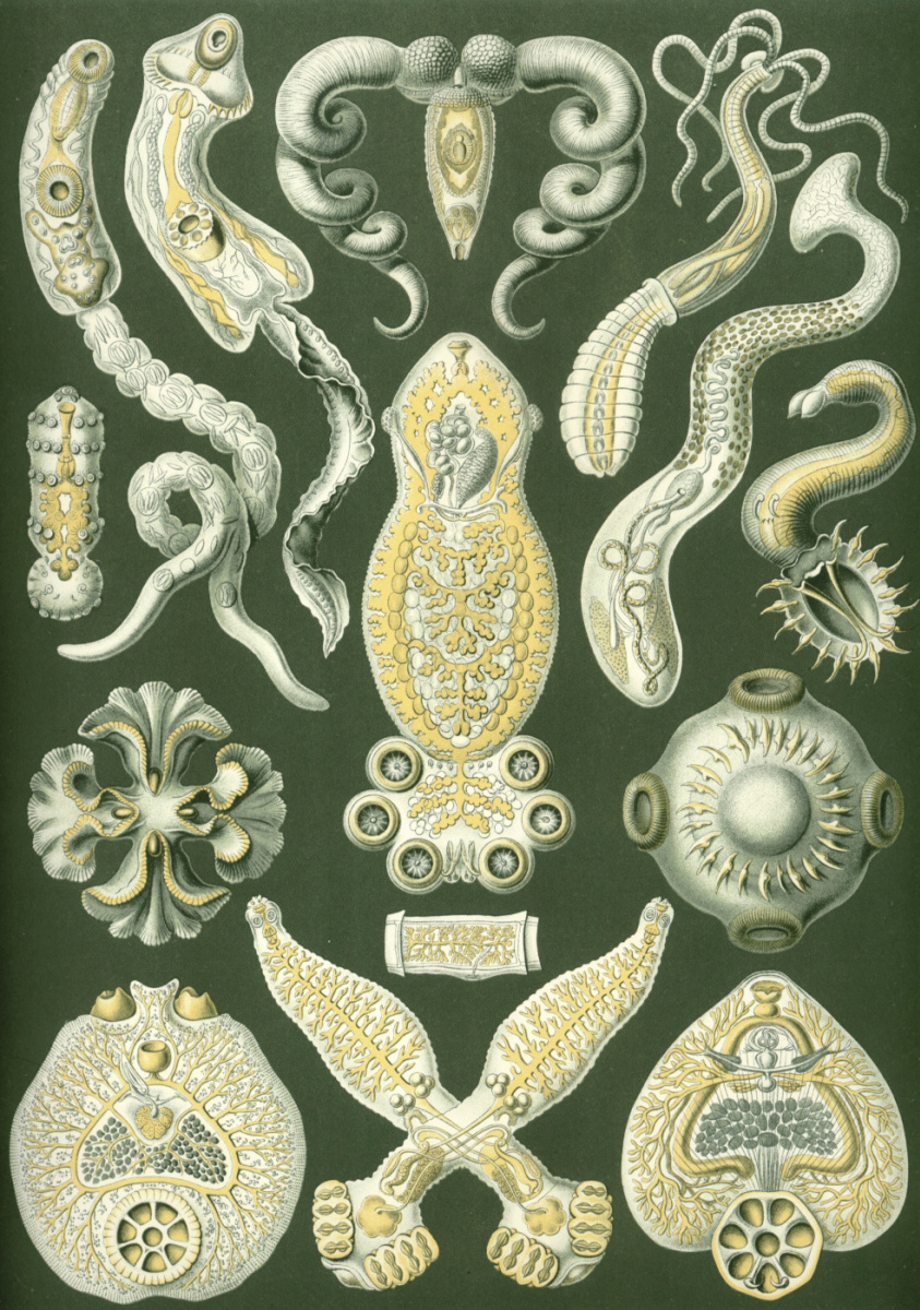 Ernst Heinrich Haeckel. Flatworms. "The beauty of form in nature"