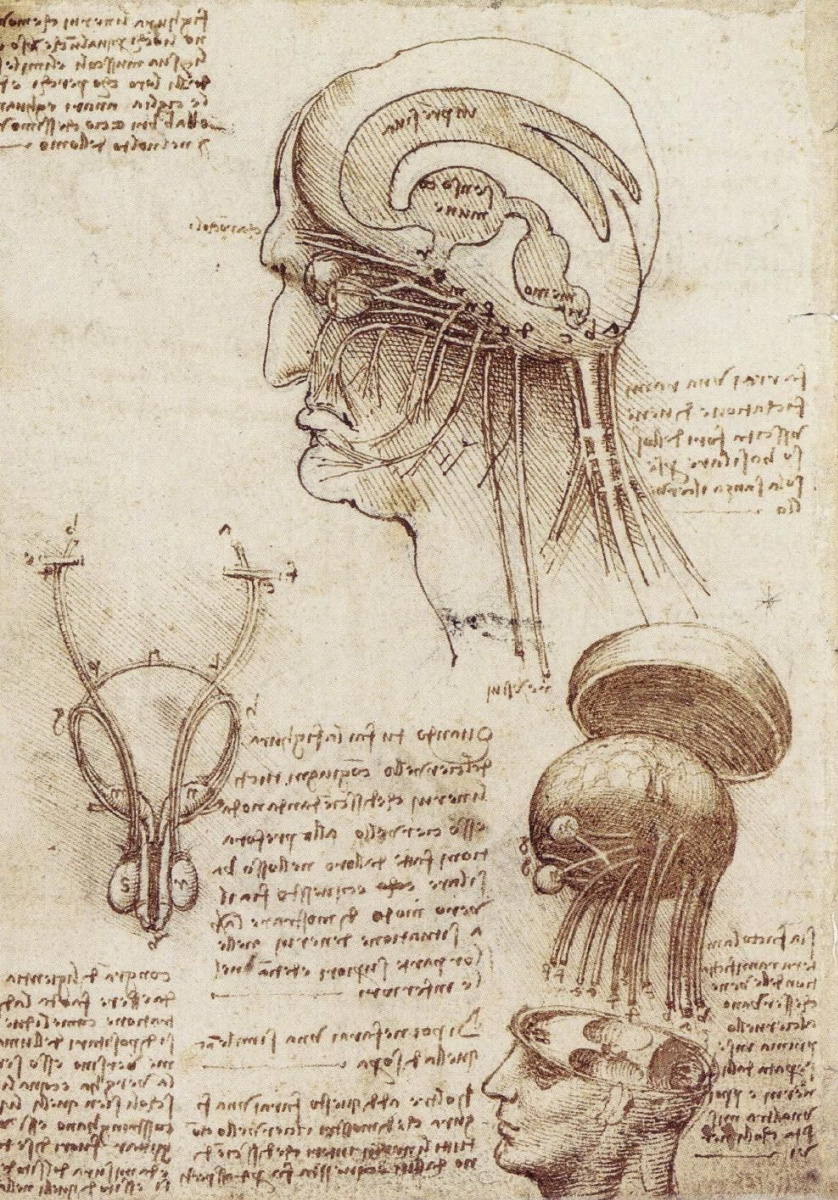 Leonardo da Vinci. The study of the human brain