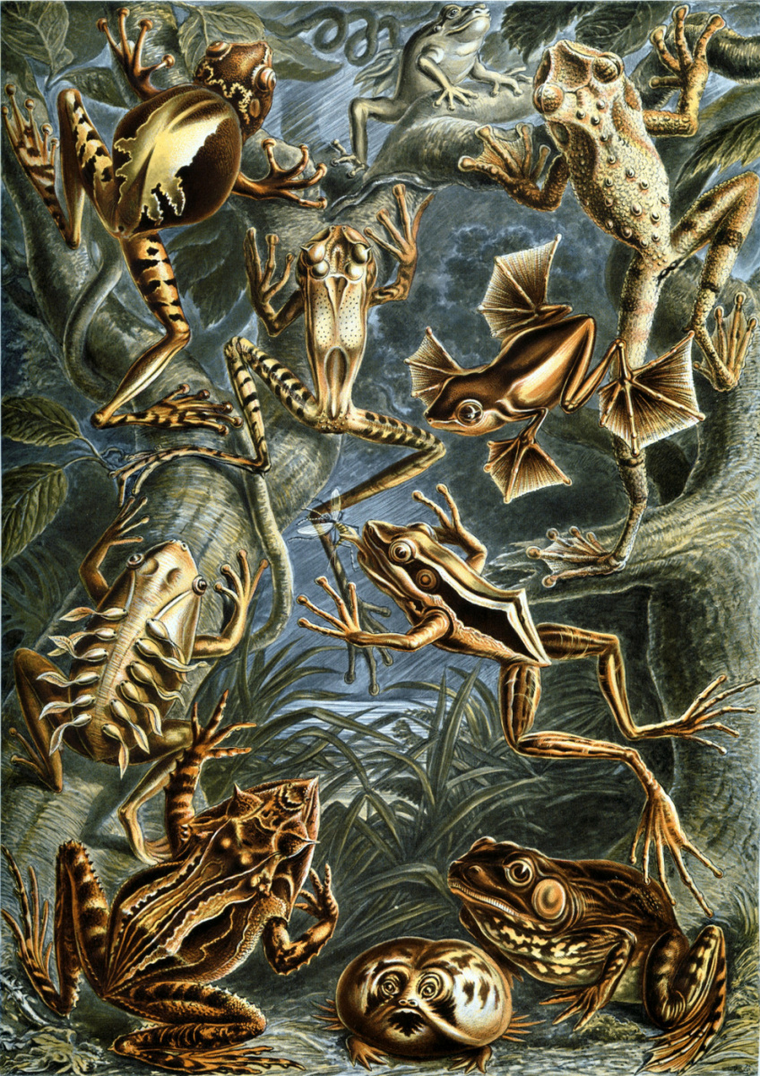 Ernst Heinrich Haeckel. Tailless "The beauty of form in nature"