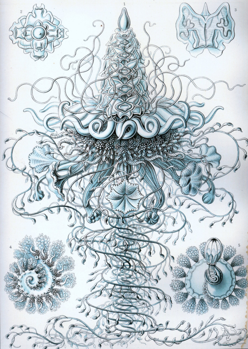 Ernst Heinrich Haeckel. Siphonophores. "The beauty of form in nature"