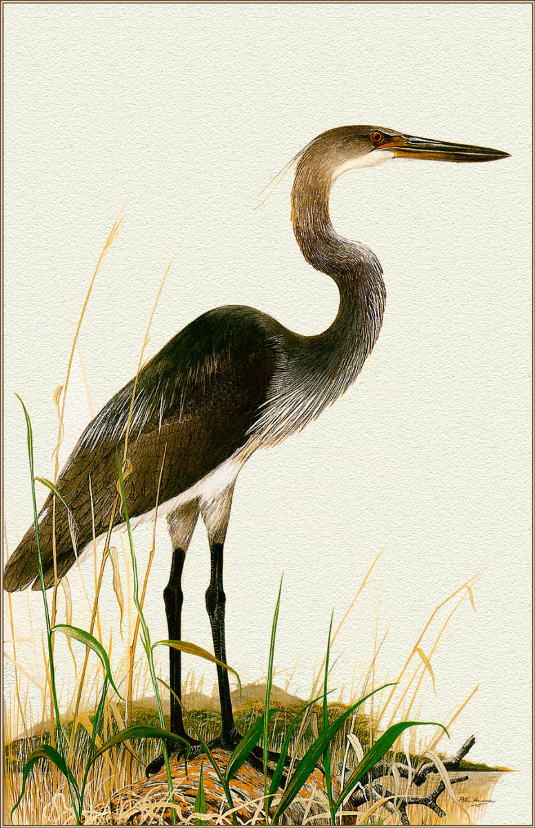 Robert Gilmore. Imperial Heron