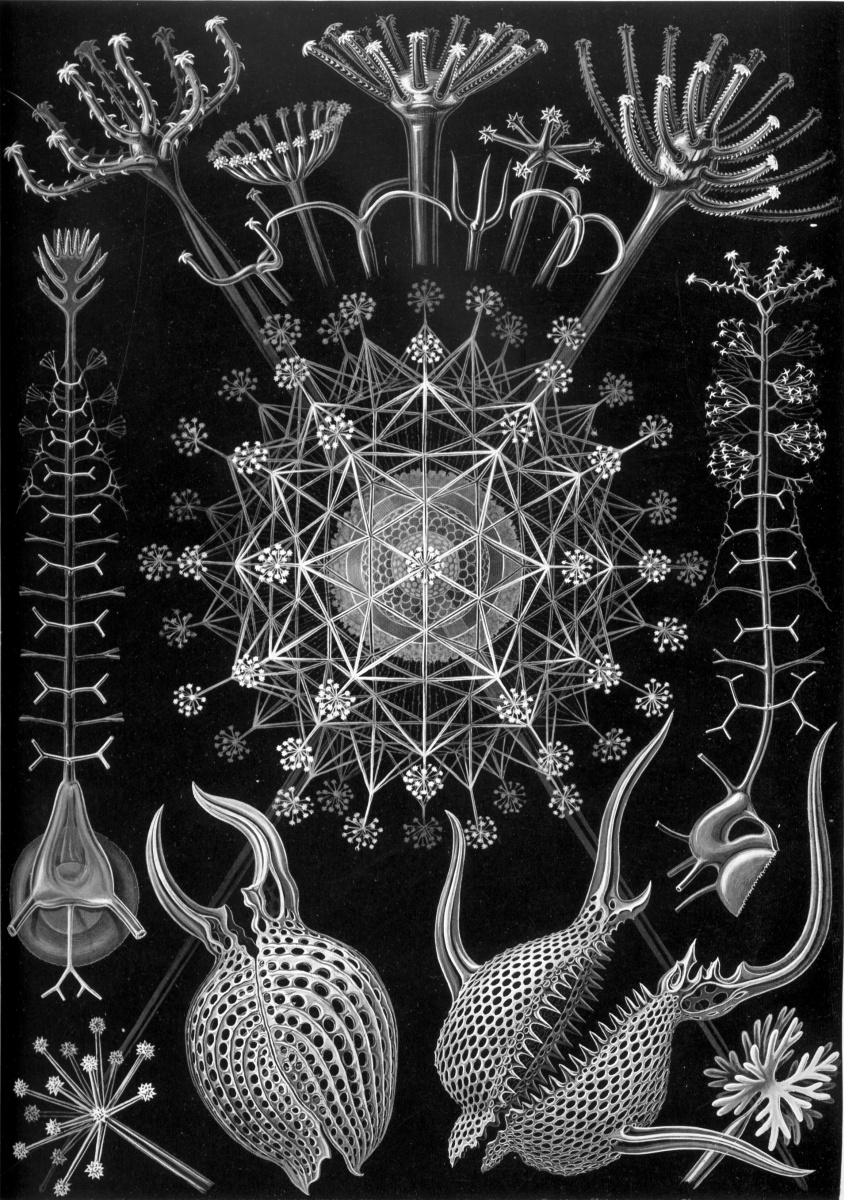 Ernst Heinrich Haeckel. Radiolaria: feudarians. "The beauty of form in nature"