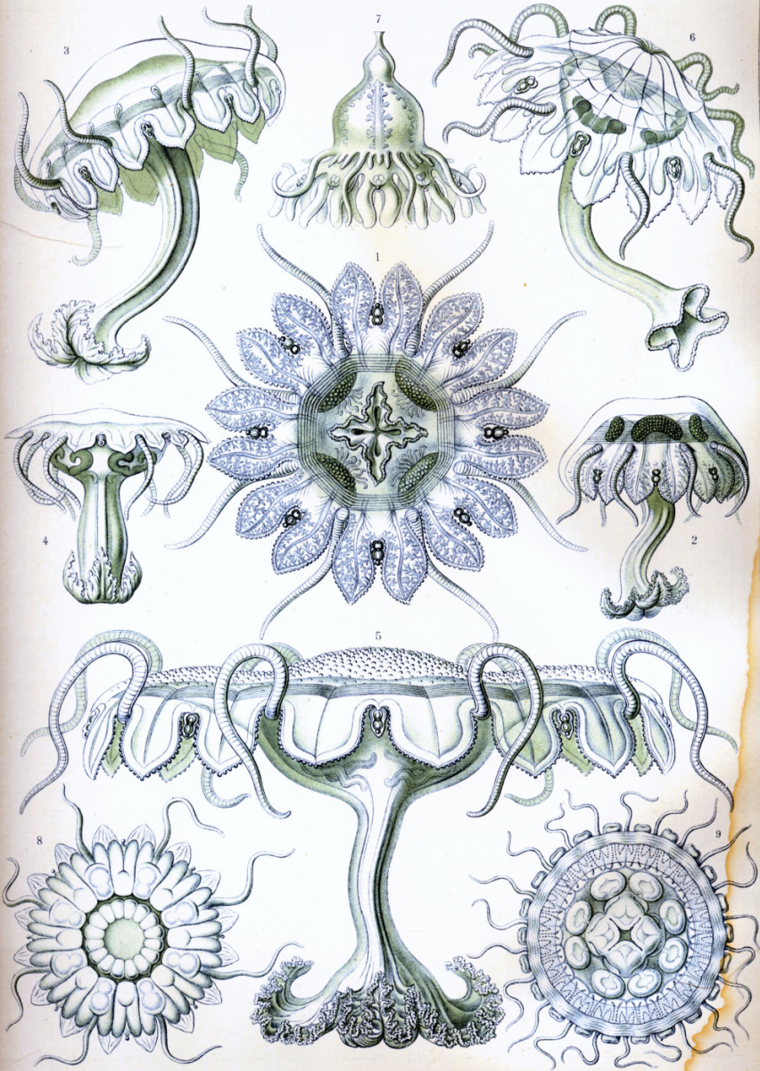 Ernst Heinrich Haeckel. Discomedusas. "The beauty of form in nature"