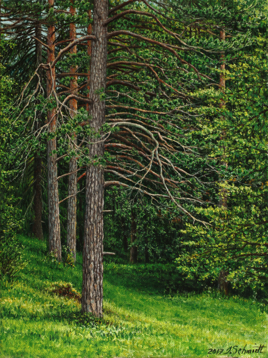 Jürgen Schmidt. Alpine pines