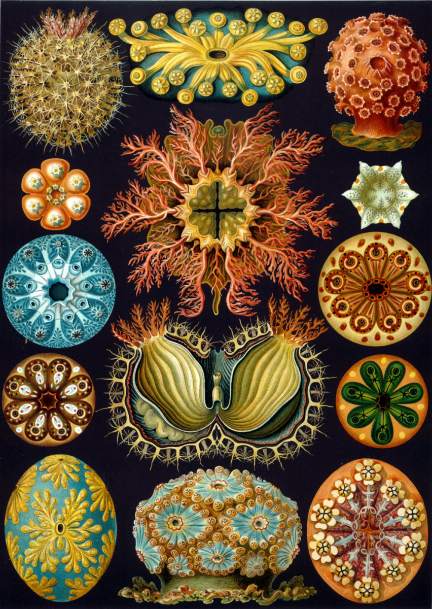 Ernst Heinrich Haeckel. Acid Disease "The beauty of form in nature"