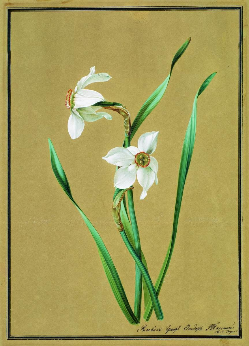 Fedor Petrovich Tolstoy. Narcissus