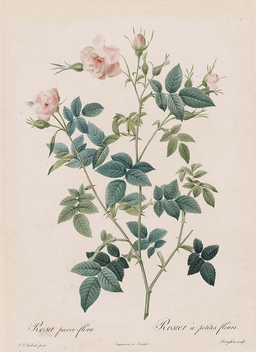 Pierre-Joseph Redoute. Rose parviflora, semi-double. "Roses"