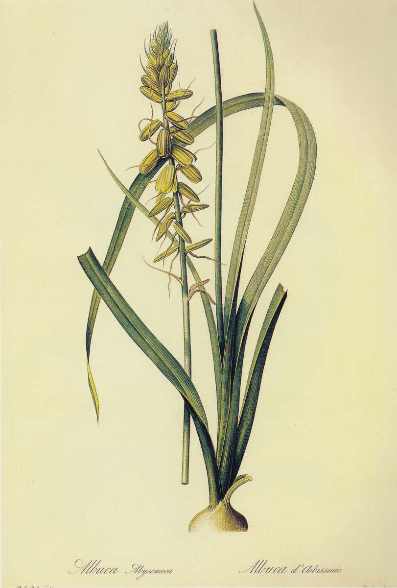 Pierre-Joseph Redoute. Albuka abyssinika. "Lily"