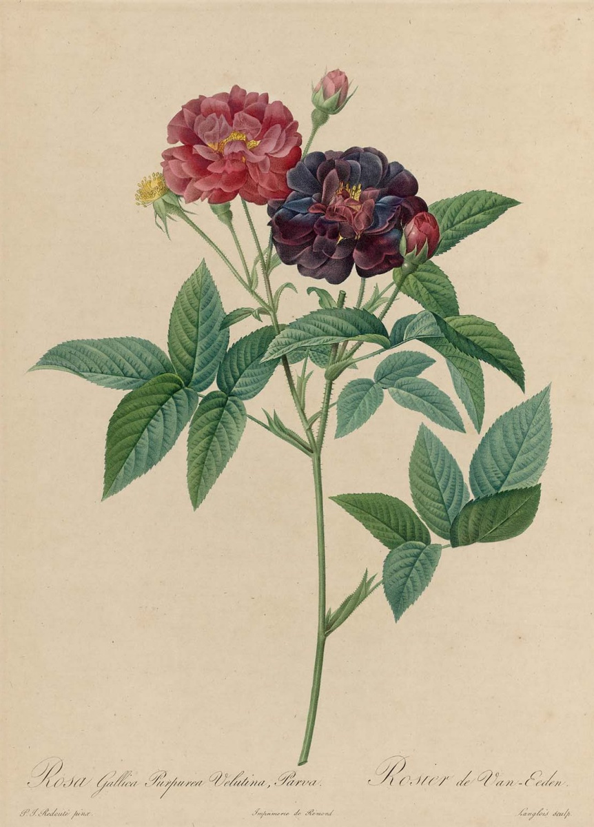 Pierre-Joseph Redoute. Gallika Purpuria Velutina from Parva. "Roses"