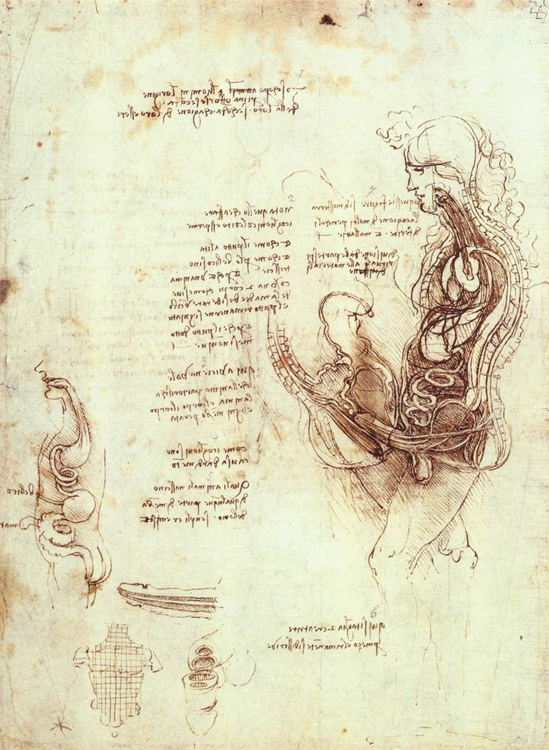 Leonardo da Vinci. The anatomy of the genital organs of men and sexual intercourse in the context