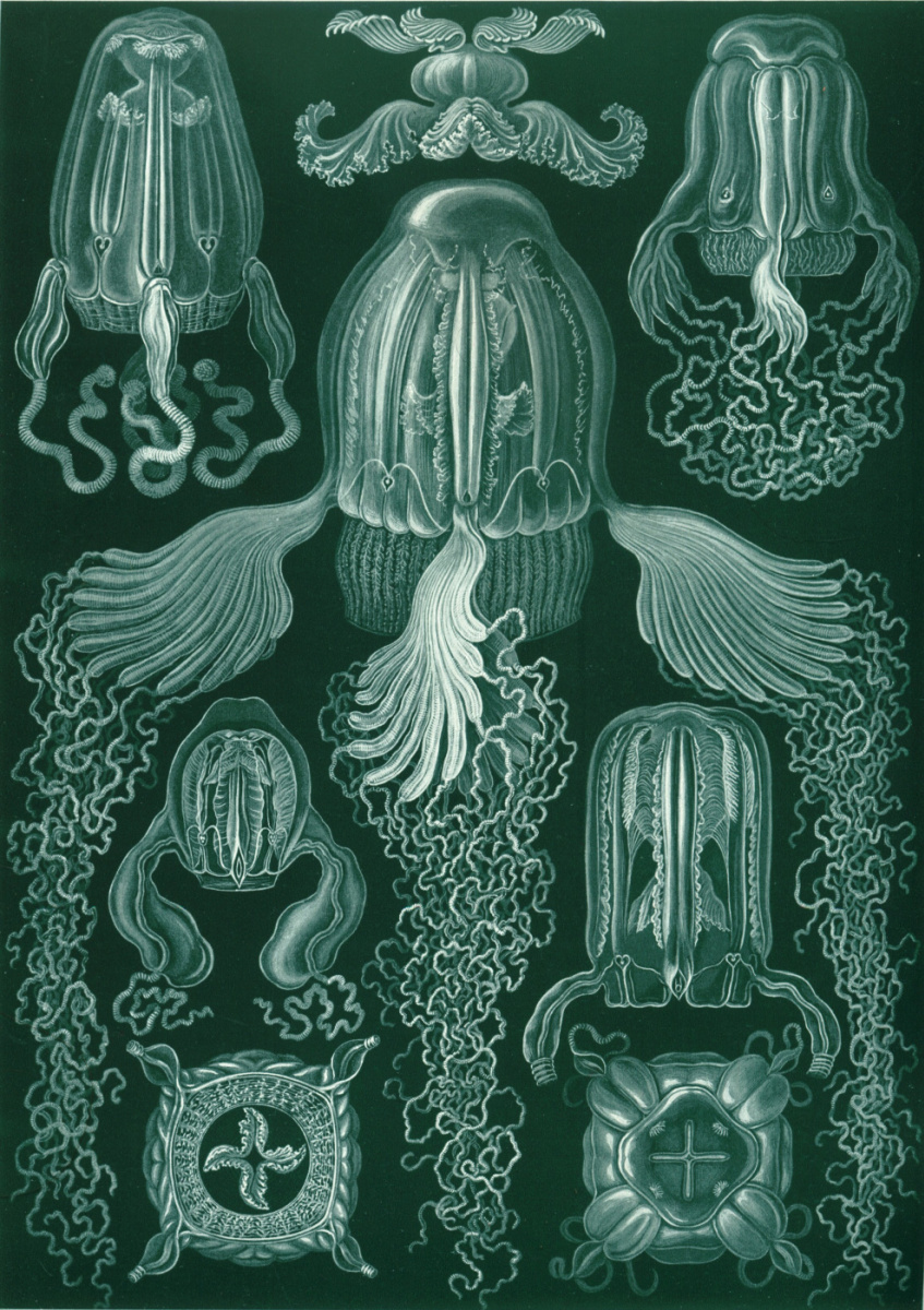 Ernst Heinrich Haeckel. Cubomedusa. "The beauty of form in nature"