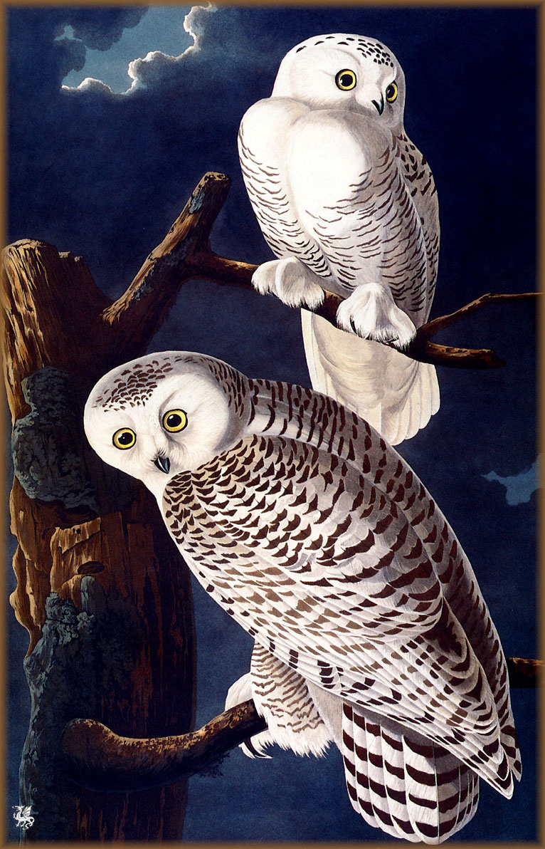 John James Audubon. White owl